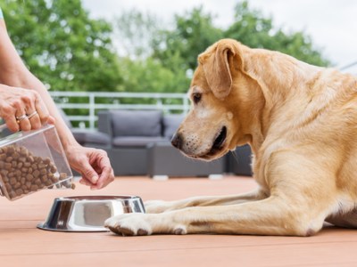 How Fresh Feeding Supports Better Energy and Wellness in&nbsp;Dogs